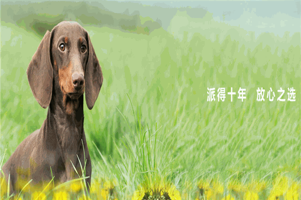 派得寵物食品加盟