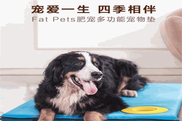 寵愛一生寵物加盟