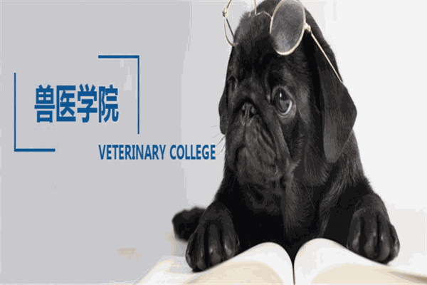 艾貝爾寵物醫(yī)院加盟