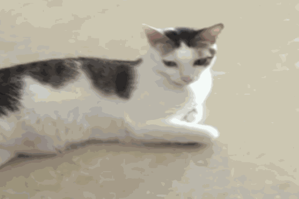 摯愛動物醫(yī)院加盟