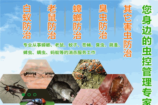 好兄弟蟲控加盟