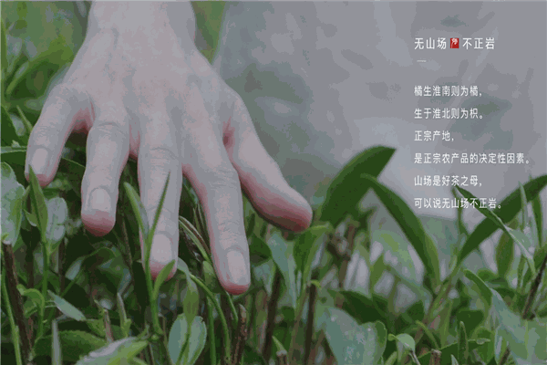 手尚工夫茶葉加盟