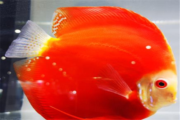 七彩魚(yú)養(yǎng)殖基地加盟