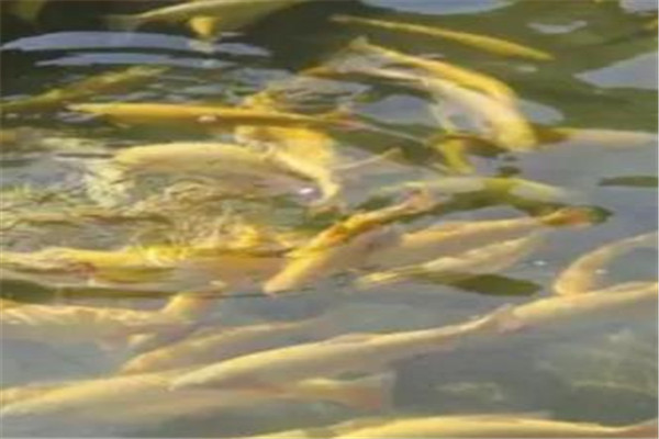 七彩魚(yú)養(yǎng)殖基地加盟