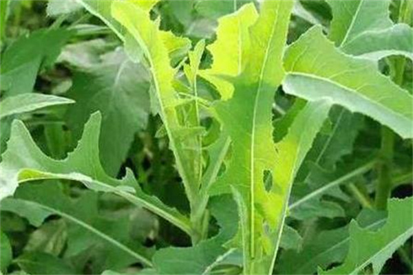 康樂園野菜