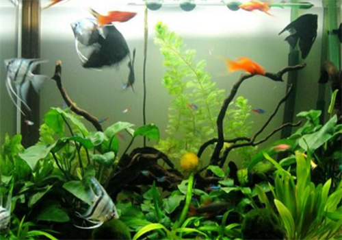 彩蝶魚缸加盟