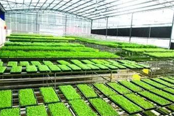 綠國鑫園芽苗菜加盟