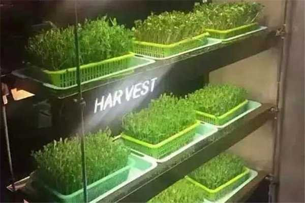 綠國鑫園芽苗菜加盟