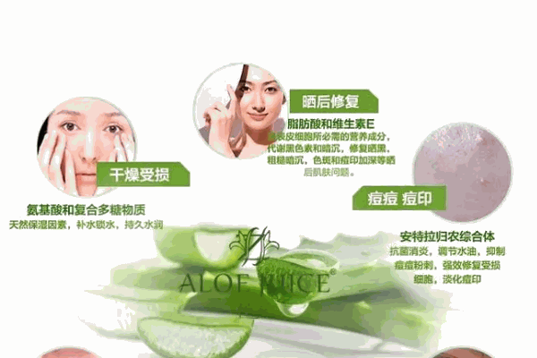 植薈蘆薈