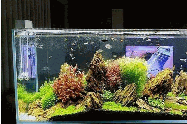 揚子魚缸加盟