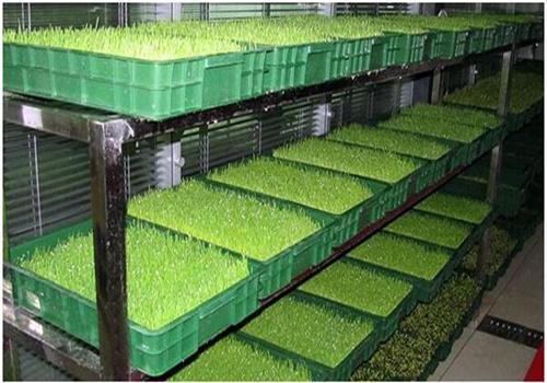 中農(nóng)綠谷芽苗菜加盟
