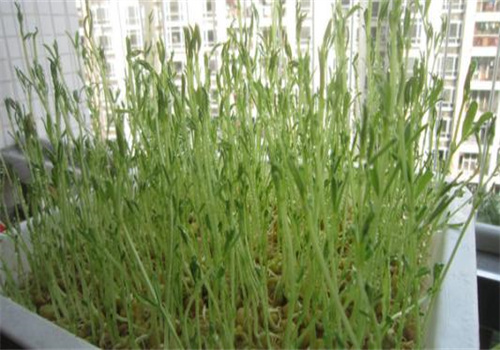 中農(nóng)綠谷芽苗菜加盟