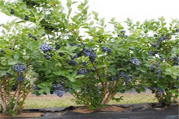 君林藍莓加盟