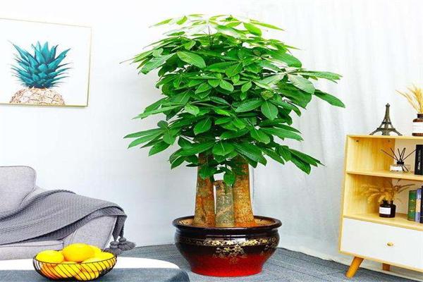 吉利樹植加盟
