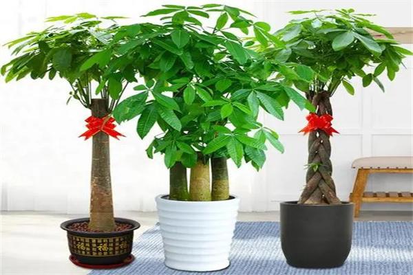 吉利樹植加盟