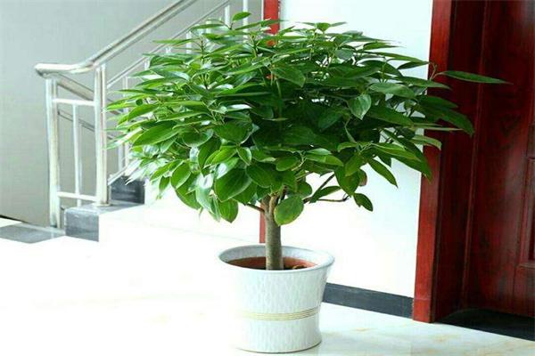 吉利樹植加盟