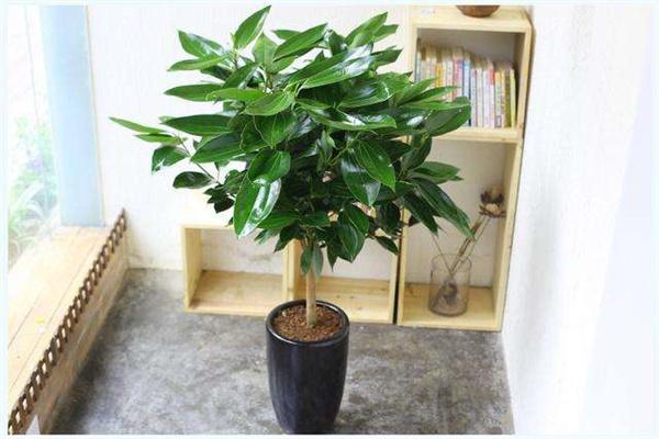 吉利樹植加盟