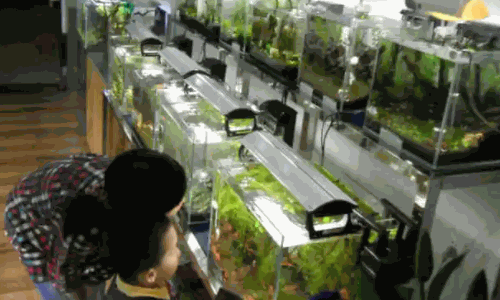 開個賣魚缸的店怎么樣