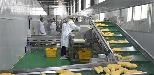 玉米加工廠費(fèi)多少錢？