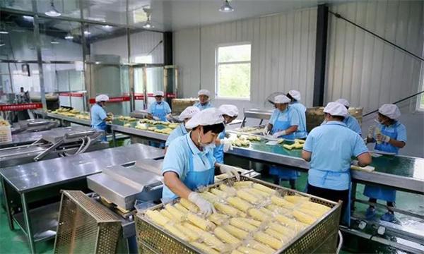 玉米加工廠費(fèi)多少錢？