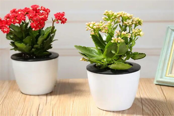 綠植花卉加盟