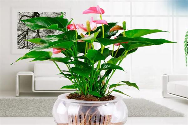 綠植花卉加盟