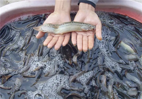 農(nóng)科大泥鰍養(yǎng)殖加盟