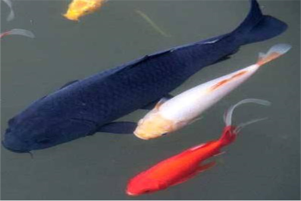 漁歡悅