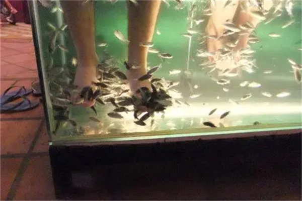 小魚(yú)洗腳