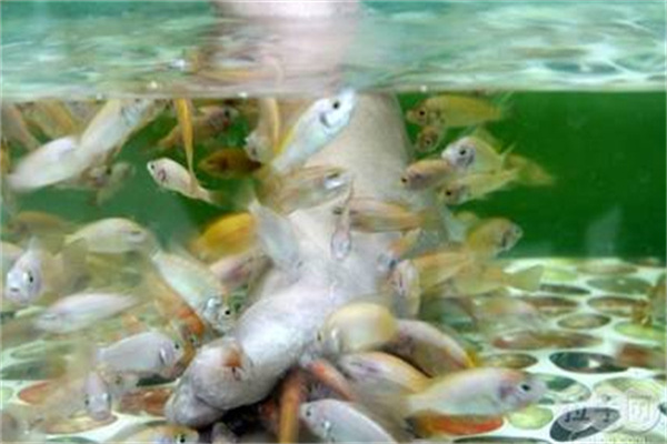 小魚(yú)洗腳