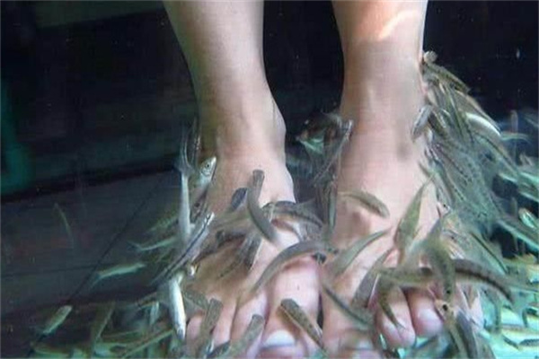 小魚(yú)洗腳