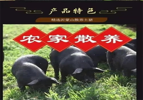 沂蒙山黑豬肉加盟