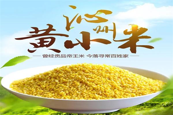 沁州黃小米加盟