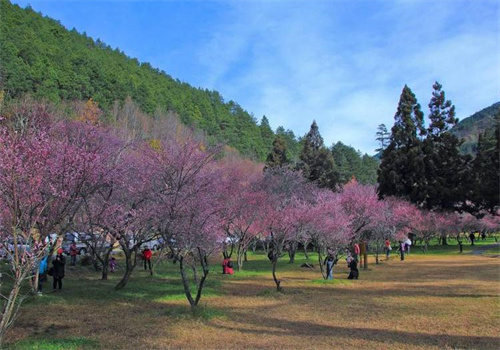 梅花農(nóng)場(chǎng)加盟