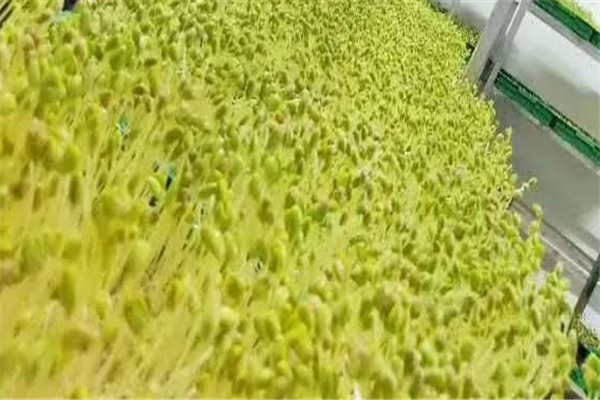 世博農(nóng)業(yè)芽苗菜加盟