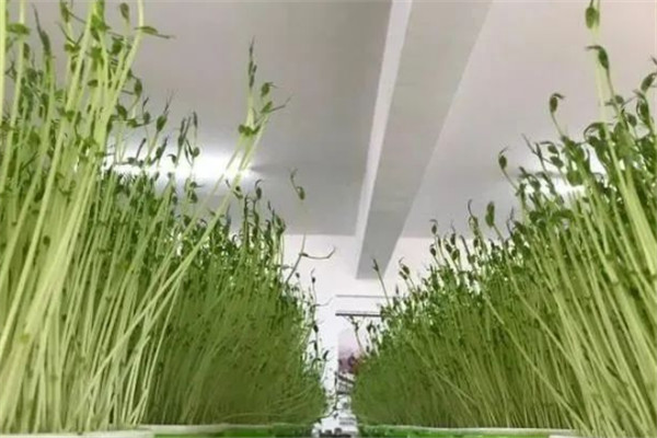 世博農(nóng)業(yè)芽苗菜加盟