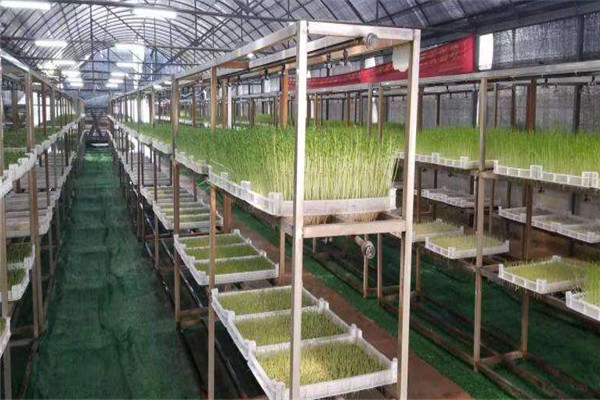 世博農(nóng)業(yè)芽苗菜加盟