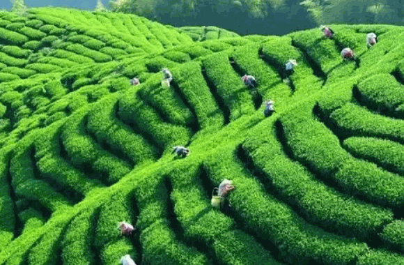 東方武夷茶業(yè)