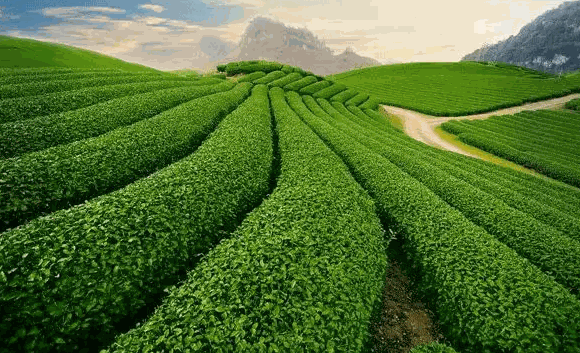 茗騰茶葉
