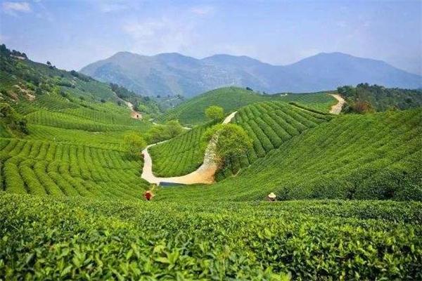 弘苑茶會館加盟