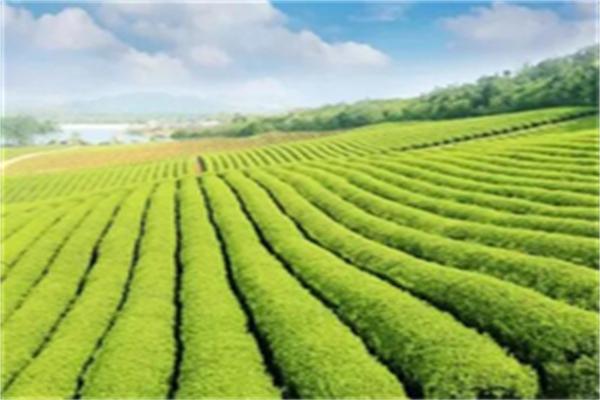 婺源茶葉加盟