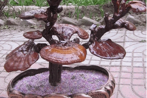 豐寶堂靈芝