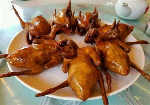 光明乳鴿加盟
