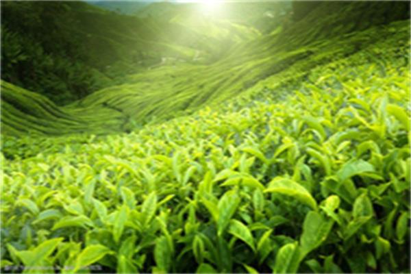 天徽茶葉加盟