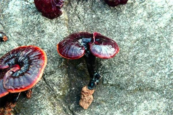 龍華野生靈芝