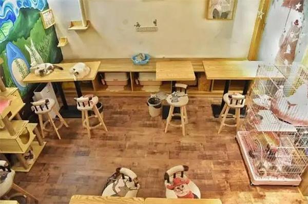 貓咪咖啡館