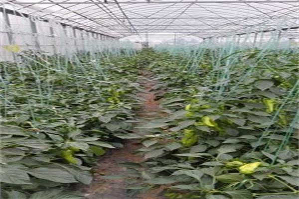 眾口菜糧加盟