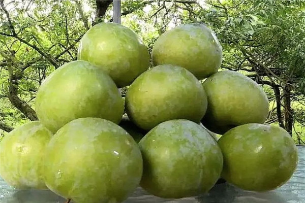 樂(lè)昌水果貿(mào)易加盟