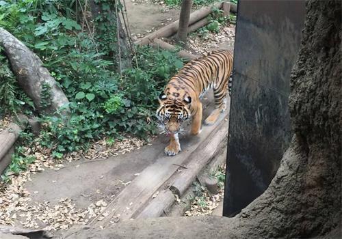 老虎游旅游加盟