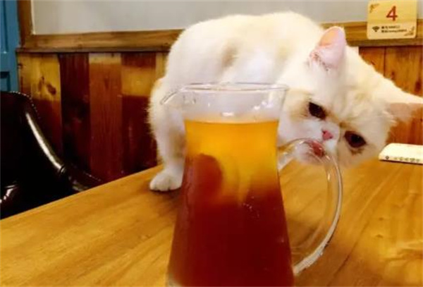 苗韻竹蓀鵝餐飲